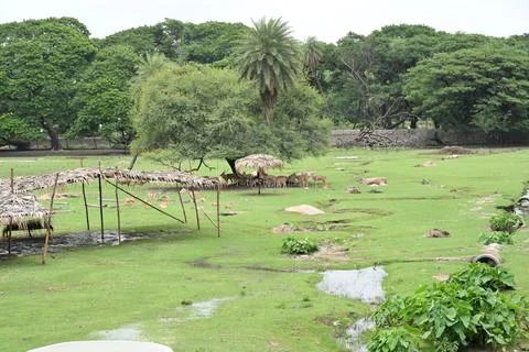 Herd of deer resting beneath trees in lush green wildlife park landscape Stock Photos