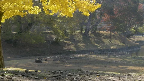 Herd of deer resting by ginkgo tree and lake or river, while two fans split Stock Footage 336469085