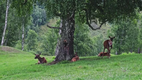A herd of deer resting on the grass under a tree in the forest. Vídeos de archivo 301689027