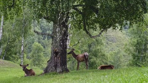 A herd of deer resting on the grass under a tree in the forest. Stock-Footage 303361183