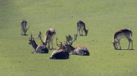Herd of deer resting on the meadow Stock Photos