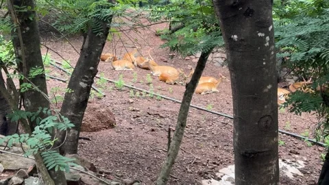 Herd of Deer Resting Peacefully Inside a Zoo Enclosure Video stock 339263733