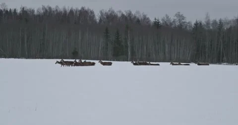 Herd of deer resting in the snowy landscape of a forest Stock Footage 345842624