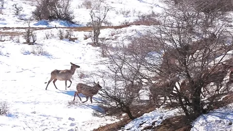 A herd of deer run in the mountains in winter in the snow. Stock-Footage 153085129