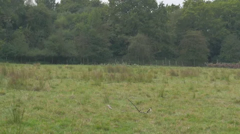 Herd of deer runing in the field 스톡 동영상 43248416