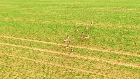 Herd of Deer runing on green field. Stock Footage 73632271