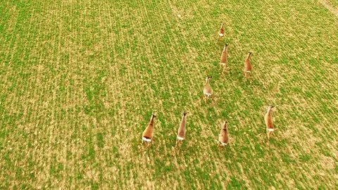 Herd of Deer runing on green field. Stockbeeldmateriaal 73632295