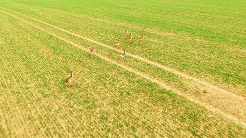 Herd of Deer runing on green field. Stockbeeldmateriaal 73632342
