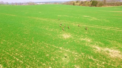 Herd of Deer runing on green field. 스톡 동영상 73960407