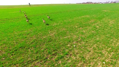 Herd of Deer runing on green field. Video stock 73961663