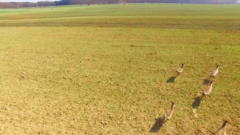 Herd of Deer runing on green field. Video stock 73961692