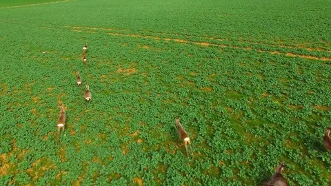 Herd of Deer runing on green field. 스톡 동영상 74199608