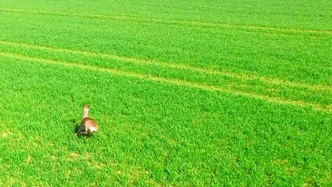 Herd of Deer runing on green field. Video stock 74444158