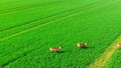 Herd of Deer runing on green field. Video stock 74444351