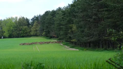 Herd of Deer runing on green field Stock Footage 242368043