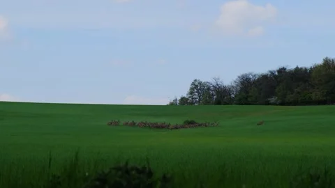 Herd of Deer runing on green field Stock Footage 242368129