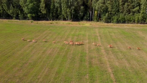 A herd of deer running across a field by drone view Stock Footage 158656290
