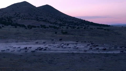 Herd of deer running across the field at sunset near the mountains Stock Footage 327872885