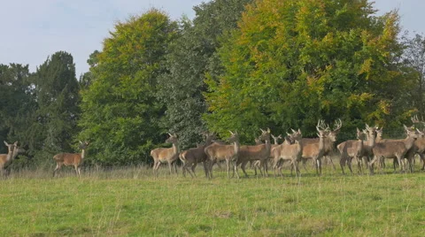 Herd of Deer running in the field Stock Footage 43249559
