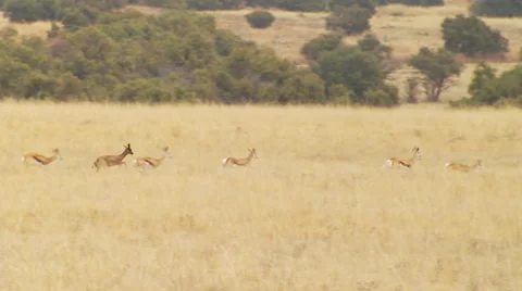 Herd of deer running in grassland Stock Footage 54590867