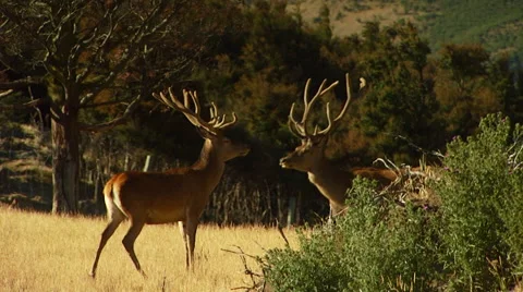 Herd of deer running on grassland Stock Footage 55309677