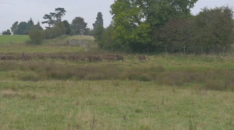 Herd of deer running, slow motion Stock Footage 43248082