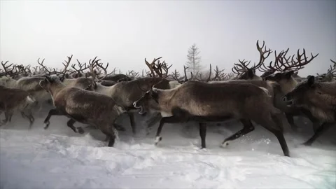 Herd deer is running Snow from under hooves Stock Footage 273704635