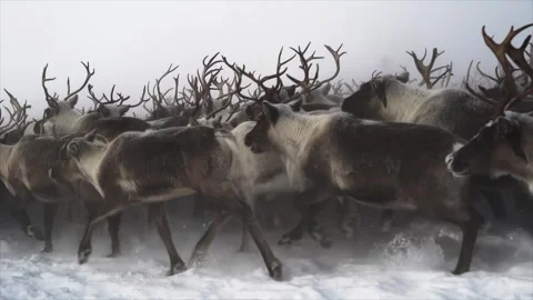 Herd of deer is running Snow from under hooves Stock Footage 273704659