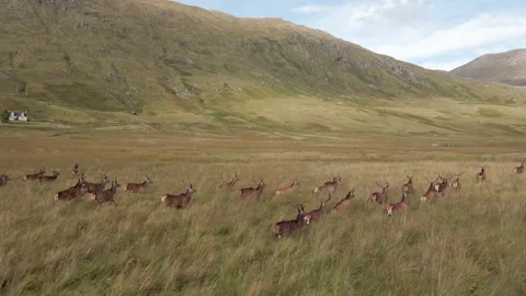 A Herd Of Deer Running Through The Scottish Highlands Stock Footage 139834455