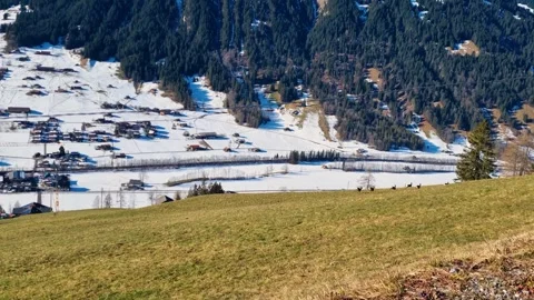 A herd of deer runs across a green meadow on the mountainside, while snow still Stock Footage 304320502