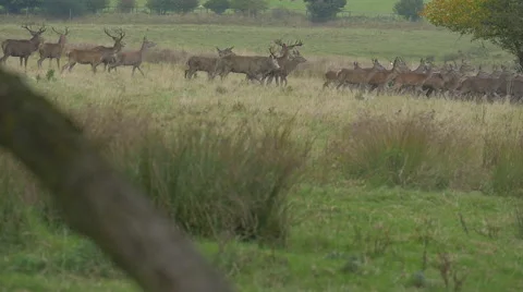 Herd of deer, slow motion 스톡 동영상 43248643
