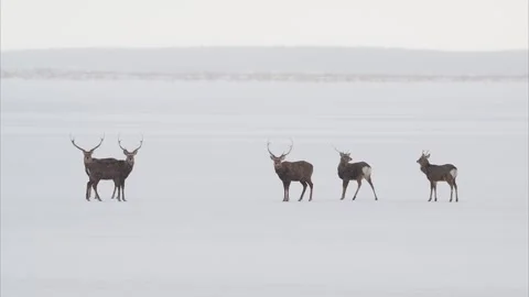 A herd of deer in a snow field Stock Footage 320516006