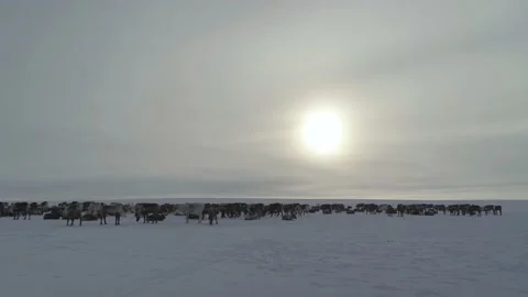 Herd of deer in snow. Sun behind counter light. General plan Stock Footage 229892579