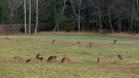 Herd of deer standing in a field Stock Footage 8972142