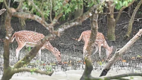 A herd of deer strolling and grazing in the mangroves of Sundarbans Stock Footage 252738378
