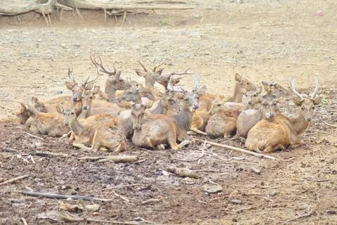 A herd of deer sunbathing on the mud Stock Photos