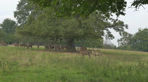 Herd of deer under the shade of a big tree in a deer park Stock Footage 43248950