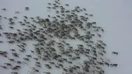 Herd Of Deer Walk In Snow. Top View. Aerial View. Deer Run Stock Footage