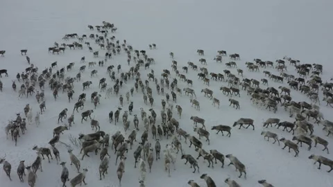 Herd of deer walk in snow. Top view. Aerial view. Deer run Vidéo 209342744