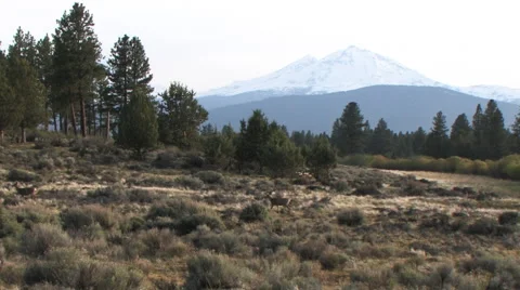 HERD OF DEER WALK THROUGH OPEN MEADOW WITH MOUNTAIN IN BACKGROUND Stock Footage 53129821