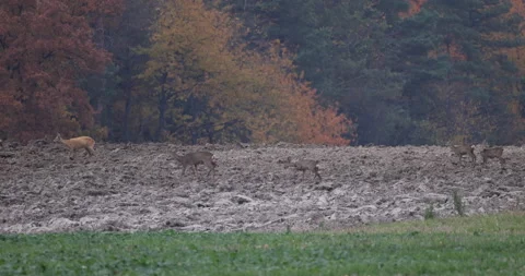 A herd of deer walking in the field, 4K slow motion Stock Footage 166230997