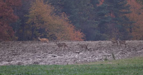 A herd of deer walking in the field, 4K slow motion Stock Footage 166231306