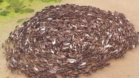 A herd of deer walks in circles to escape insects. Top view Stock Footage 306359243
