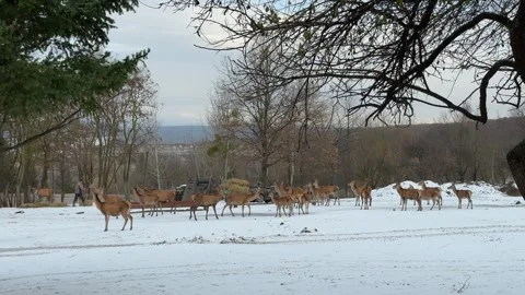 Herd of deer on a winter farm Stock Footage 257951268