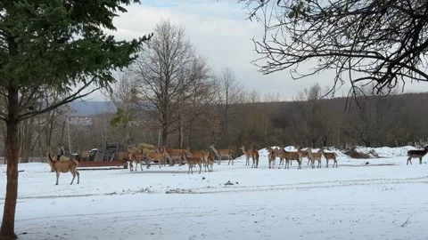 Herd of deer on a winter farm Stock Footage 261435159