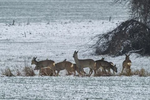 A herd of deer in winter Foto stock