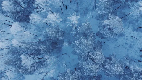 Herd of deer in the woods. Video stock 102526722