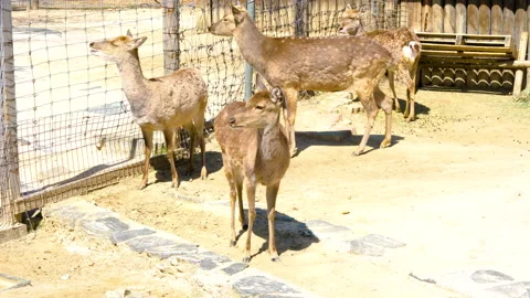 A herd of deer in a zoo Stockbeeldmateriaal 157383688