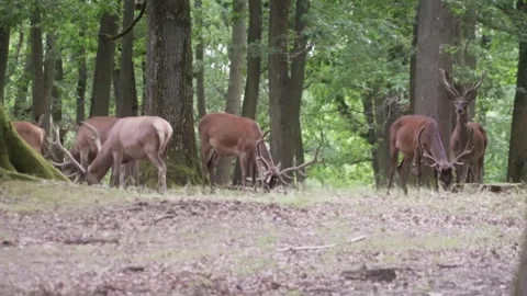 Herd of deers eating Stock Footage 246274973