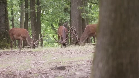 Herd of deers eating Stock Footage 246275024